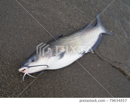 美洲鯰魚 79634857