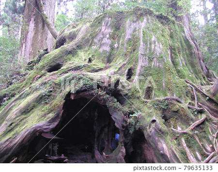 Wilson stock 79635133