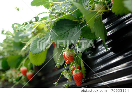 Strawberry hunting I went someday 79635134