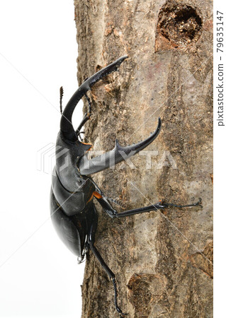 Mandiblariz Futamata stag beetle 79635147