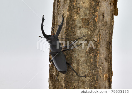 Mandiblariz Futamata雄鹿甲蟲 79635155