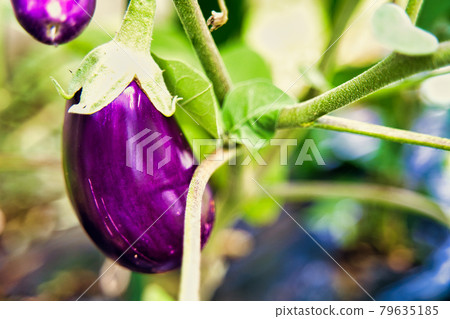 Eggplant of summer vegetables 79635185
