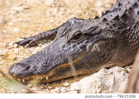 Close up picture of aligator head with teeth in the Everglades in spring Close up picture of aligator head with teeth in the Everglades in spring 79635306
