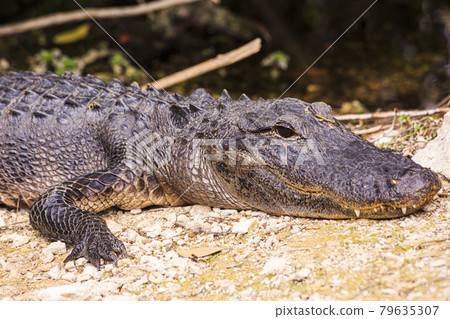Close up picture of aligator head with teeth in the Everglades in spring Close up picture of aligator head with teeth in the Everglades in spring 79635307