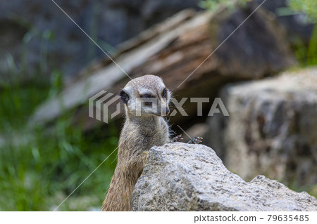 Portrait of a meerkat observing the area in a German Zoo Portrait of a meerkat observing the area in a German Zoo 79635485