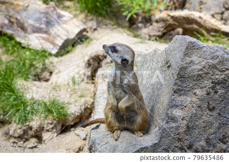 Portrait of a meerkat observing the area in a German Zoo Portrait of a meerkat observing the area in a German Zoo 79635486