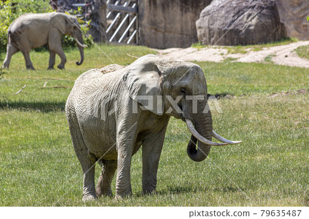 Portrait of an old Elephant in a German Zoo Portrait of an old Elephant in a German Zoo 79635487