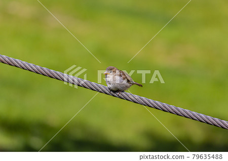 Picture of a small sparrow sitting on a wire cable and observing the area Picture of a small sparrow sitting on a wire cable and observing the area 79635488