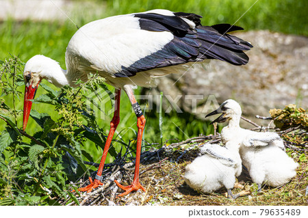 Picture of a stork with chicks in the nest Picture of a stork with chicks in the nest 79635489