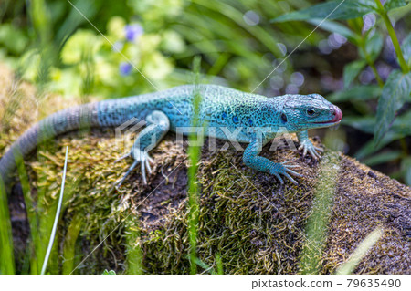 Close up picture of an colorful lizzard in a German Zoo Close up picture of an colorful lizzard in a German Zoo 79635490