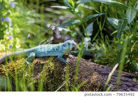 Close up picture of an colorful lizzard in a German Zoo Close up picture of an colorful lizzard in a German Zoo 79635492