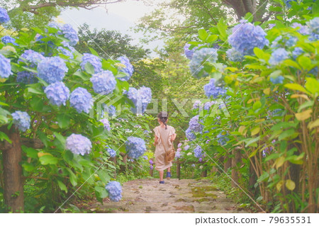 Shimoda Hydrangea Park Shimoda Hydrangea Park 79635531