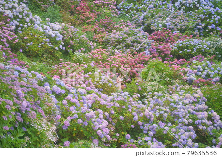 Shimoda Hydrangea Park Shimoda Hydrangea Park 79635536