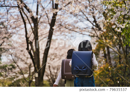 一年級新生，櫻花下放學 79635537