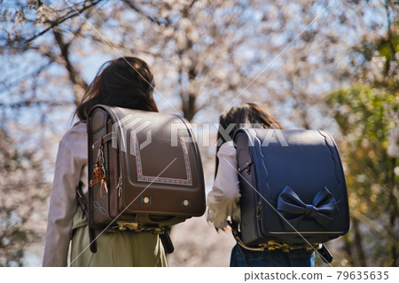 New first grader, going to and from school under the cherry blossoms 79635635