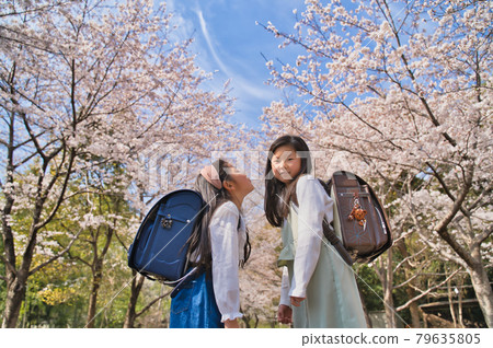 New first grader, going to and from school under the cherry tree 79635805