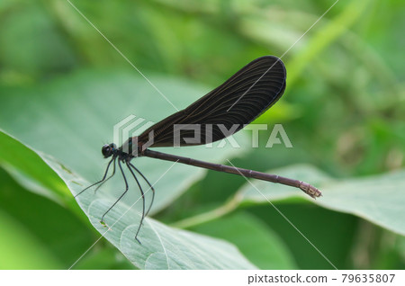 Atrocalopteryx蟬 79635807