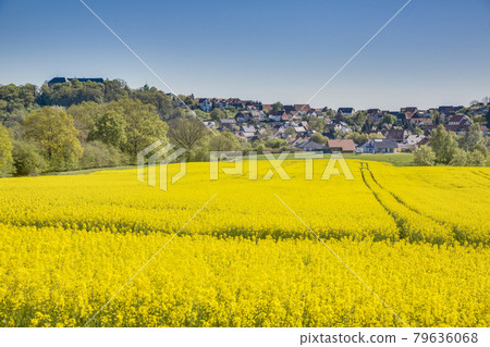 Yellow rapeseed field near the town Rhoden in Germany during daytime Yellow rapeseed field near the town Rhoden in Germany during daytime 79636068