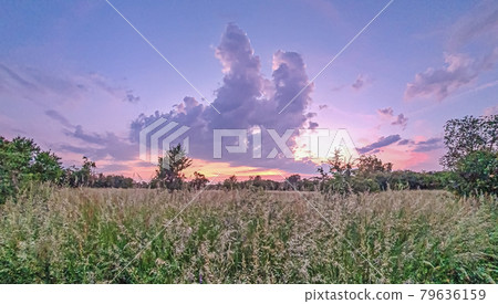 View over meadow in spring during sunset with blooming flowers and colorful sky 79636159