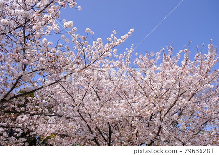 Cherry blossoms and blue sky in full bloom in spring Cherry blossoms and blue sky in full bloom in spring 79636281