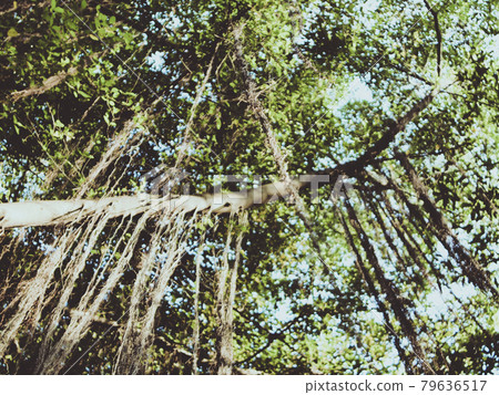 Tropical forest green perfect nature area have many floral plant big tree in Thailand South East Asia. Tropical forest green perfect nature area have many floral plant big tree in Thailand South East Asia. 79636517