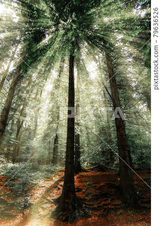 Beautiful landscape environment Morning vacation Sun-rays tree Forest scenic spring season view. Beautiful landscape environment Morning vacation Sun-rays tree Forest scenic spring season view. 79636526