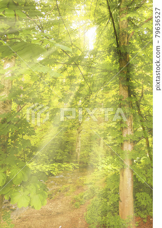 Beautiful landscape environment Morning vacation Sun-rays tree Forest scenic spring season view. Beautiful landscape environment Morning vacation Sun-rays tree Forest scenic spring season view. 79636527