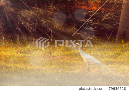 Unclear photo cover with foggy and Sun-rays flood farmland during sunset. Fairy-tale spring or summer fantasy agriculture field. White bird turn face to sunlight .Hope concept idea Unclear photo cover with foggy and Sun-rays flood farmland during sunset. Fairy-tale spring or summer fantasy agriculture field. White bird turn face to sunlight .Hope concept idea 79636528