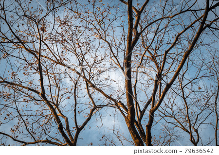 Tree Branch on blue Winter Sky. abstract winter season weather background. 79636542