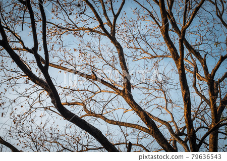 Tree Branch on blue Winter Sky. abstract winter season weather background. Tree Branch on blue Winter Sky. abstract winter season weather background. 79636543