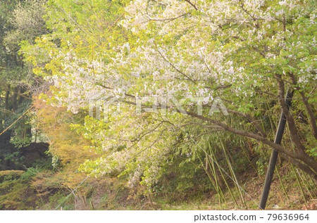 盛開的櫻花歡迎你 79636964