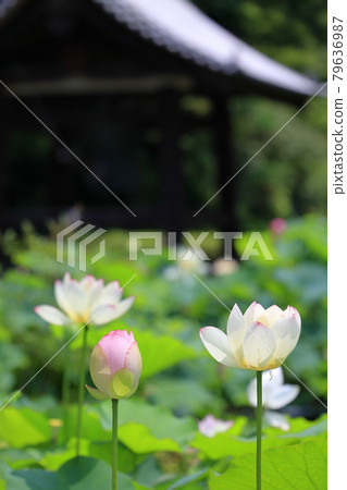 Lotus flower blooming in the precincts of Mimuro Temple Lotus flower blooming in the precincts of Mimuro Temple 79636987