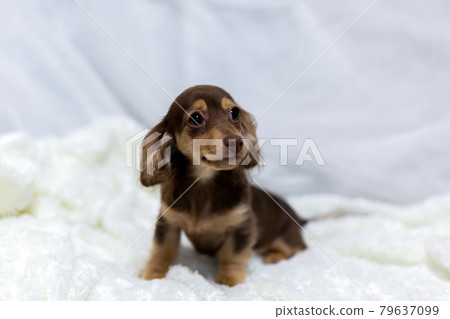 小狗 Kaninhen 臘腸 小狗 Kaninhen 臘腸 79637099