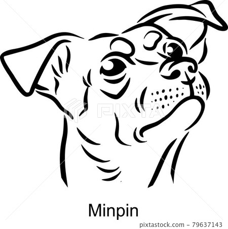 Minpin Portrait Dog in Line style - Pet Portrait in Light Style head isolated on white Minpin Portrait Dog in Line style - Pet Portrait in Light Style head isolated on white 79637143