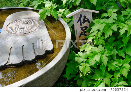 鎌倉長谷寺的佛腳石 鎌倉長谷寺的佛腳石 79637264