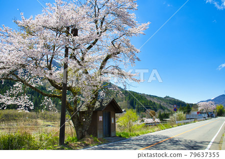 [Doshi Village, Yamanashi Prefecture] Sakura of Doushi Michi 79637355