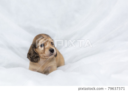 小狗 Kaninhen 臘腸 小狗 Kaninhen 臘腸 79637371