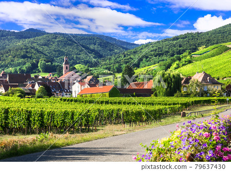 Picturesque countryside of Alsace - wine region of France 79637430