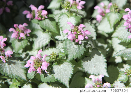 粉色Lamium用於帶漂亮色葉的遮陽花壇 79637804