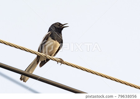 Oriental Magpie Robin bird sitting on electric cable 79638056
