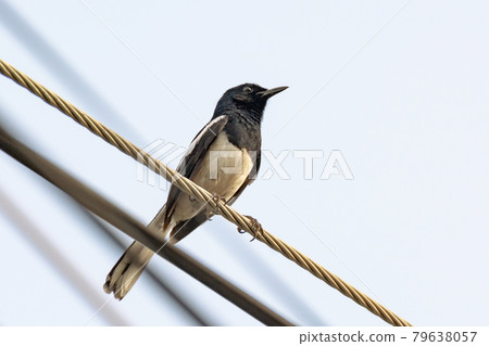 Oriental Magpie Robin bird sitting on electric cable 79638057