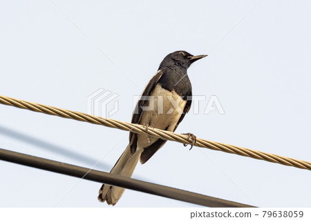 Oriental Magpie Robin bird sitting on electric cable Oriental Magpie Robin bird sitting on electric cable 79638059