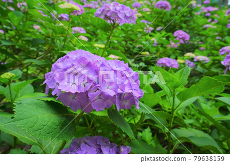 日本新潟縣Tagami鎮御馬堂山繡球花園 79638159