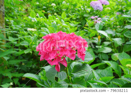Gomadouyama Hydrangea Garden, Tagami Town, Niigata Prefecture, Japan 79638211