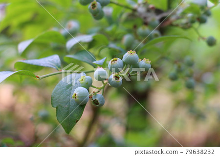 blueberry blueberry 79638232