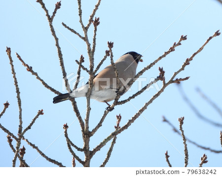 A lie (female) eating a cherry blossom bud 79638242