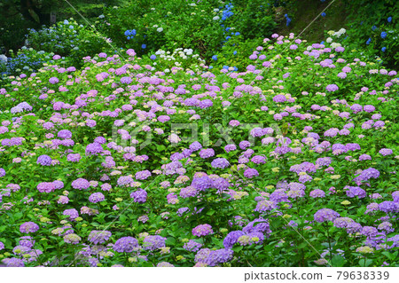 Gomadouyama Hydrangea Garden, Tagami Town, Niigata Prefecture, Japan 79638339