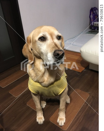 Sitting dog Golden retriever and Labrador retriever mixed dog 79638615