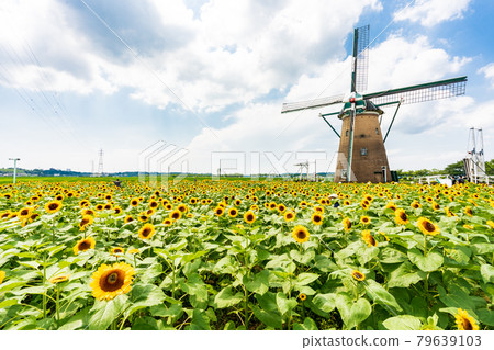 向日葵/風車 79639103
