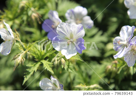 Geraniaceae 天竺葵 Splash Splash 79639143